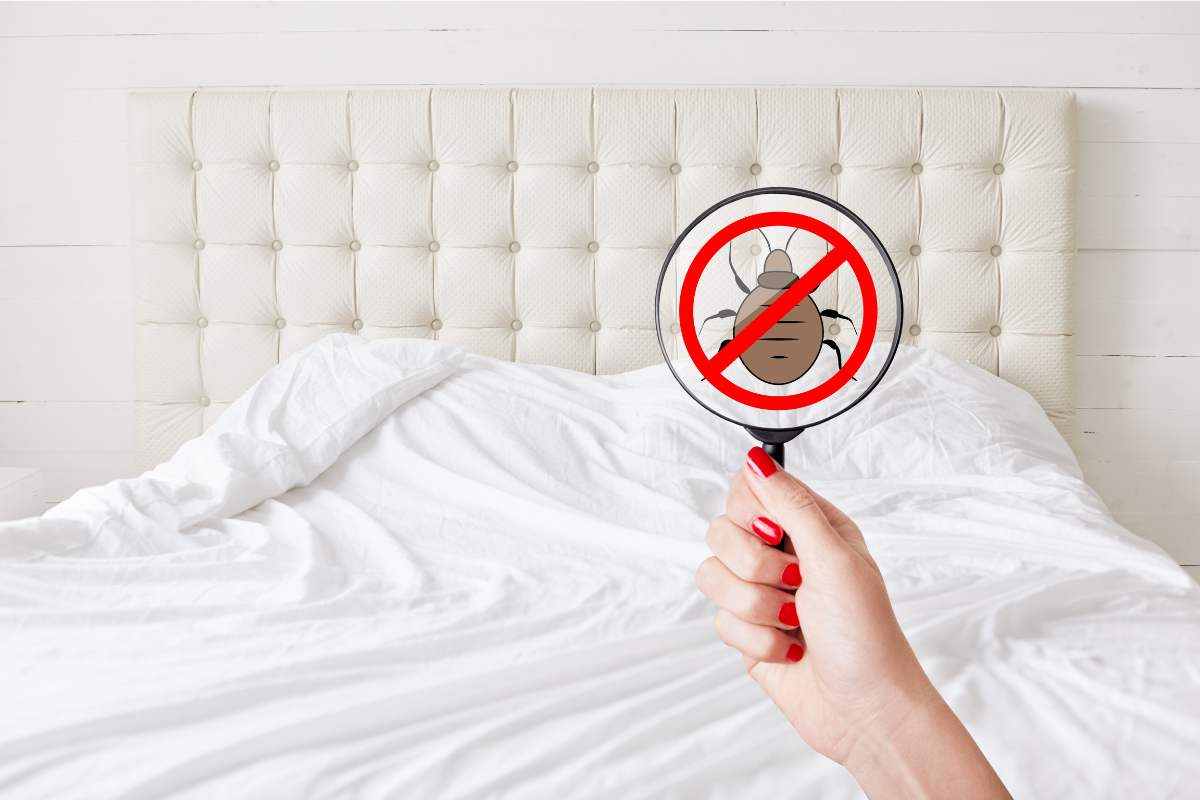 Cimici da letto cosa sapere