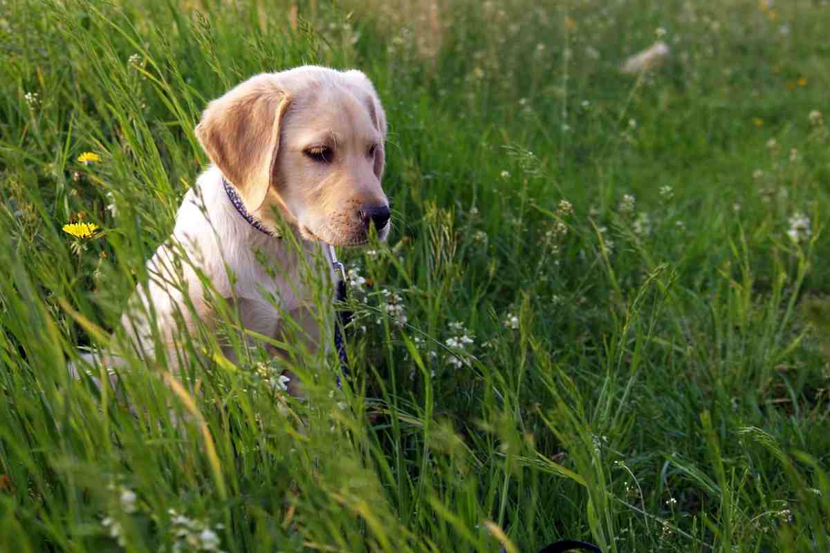 Cucciolo di Labrador