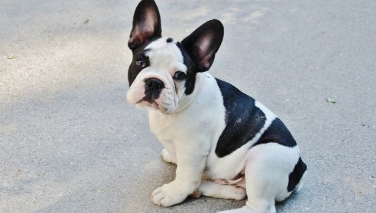 Cagnolina manto bianco e nero