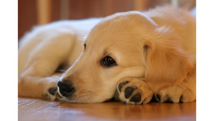 Cucciolo di cane 