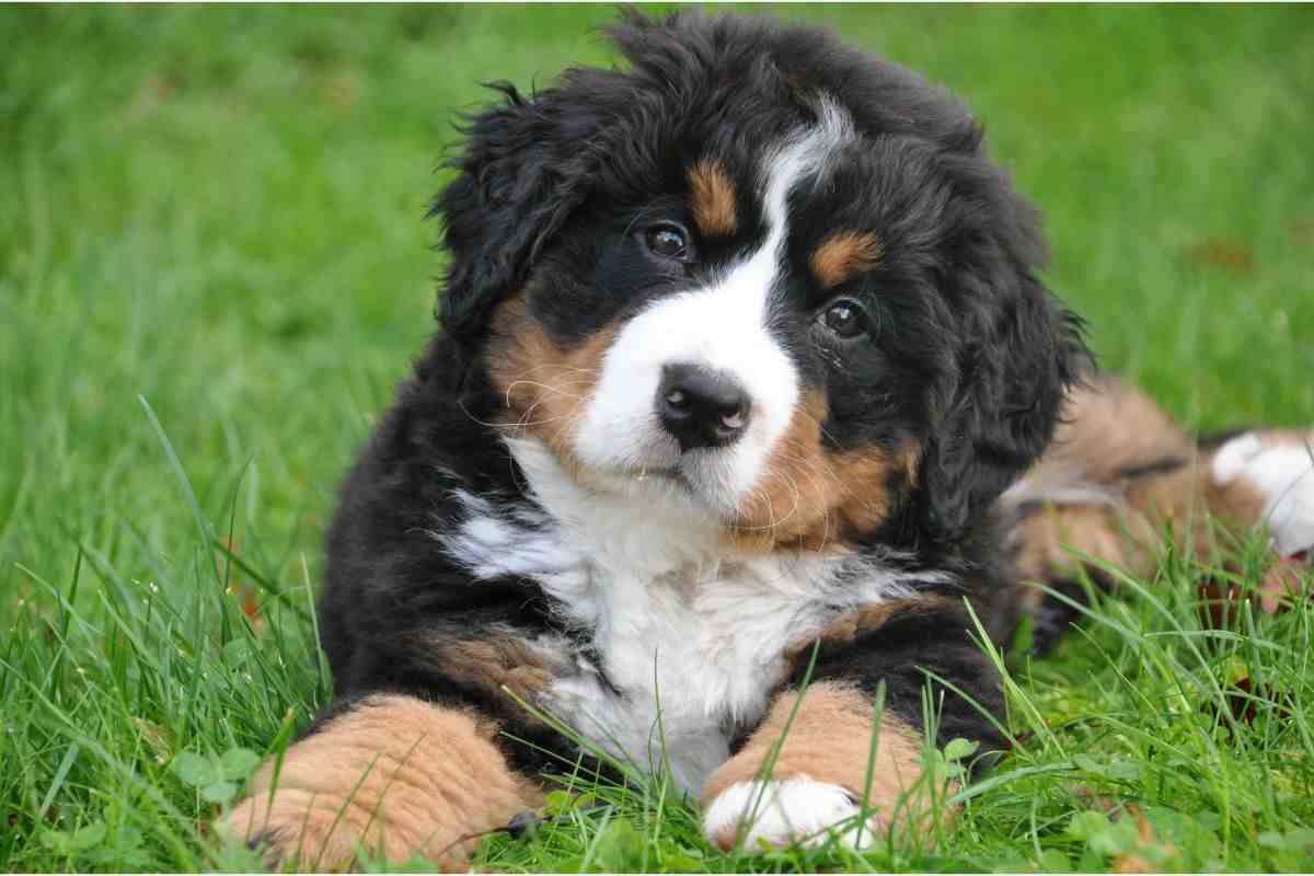 Cucciolo di cane 