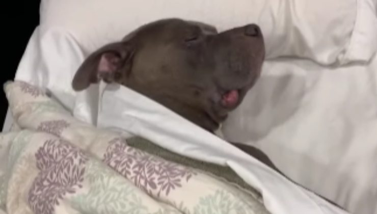 cane vuole rimanere a letto