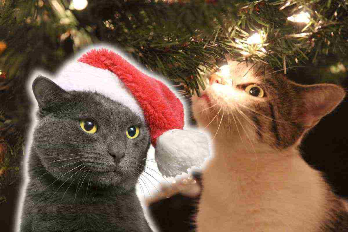 Come fare l'albero di Natale con un gatto