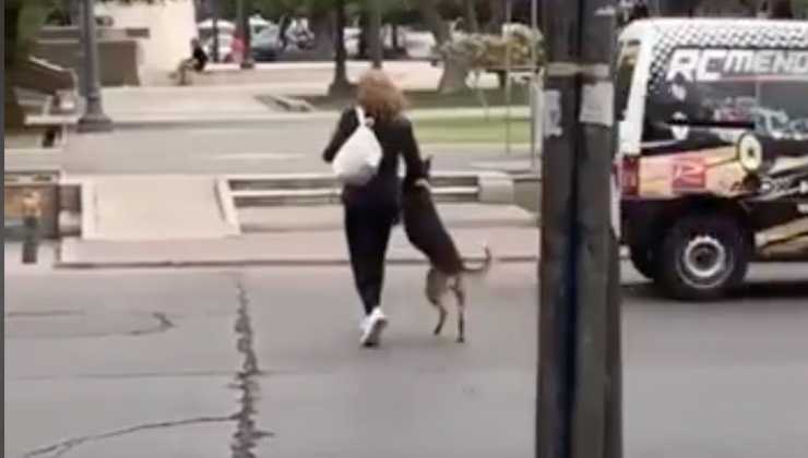 Il cane e l'umana camminano insieme