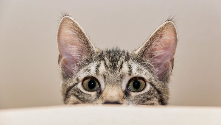 Gattino vuole attaccare