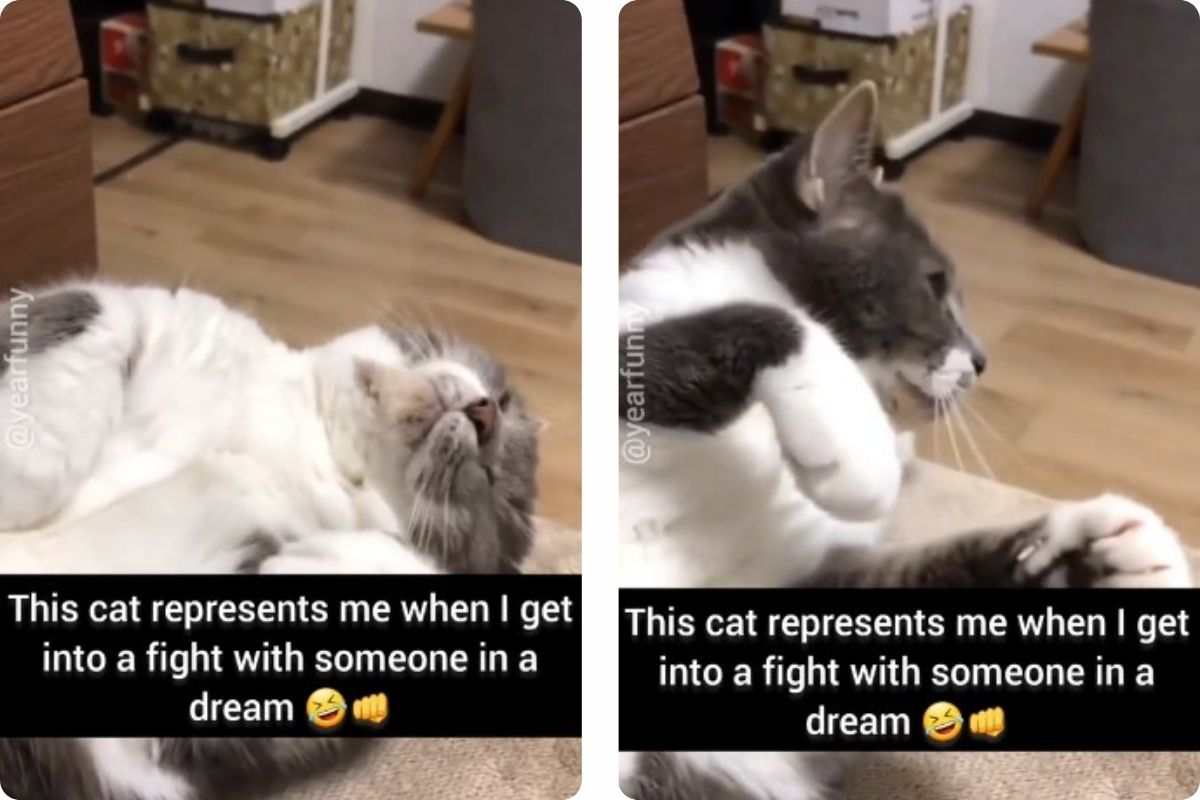 Gatto brutto sogno