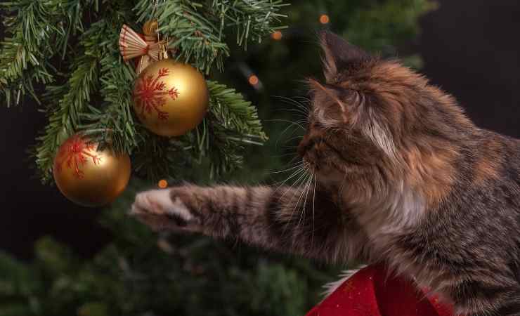 Gatto gioca con albero di Natale