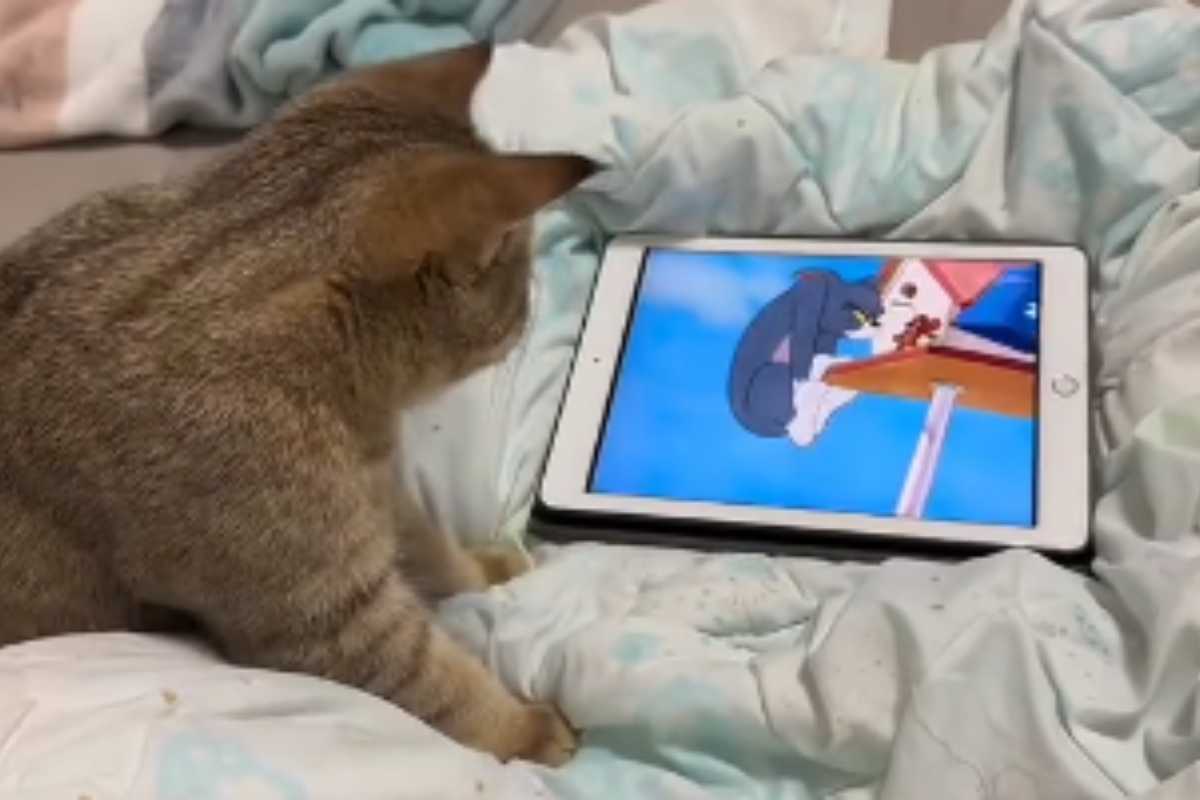 Gatto reagisce alla vista di un cartone animato