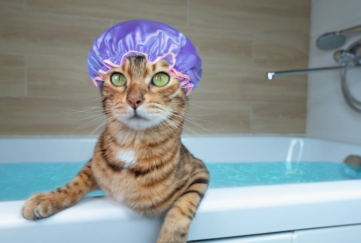 Quando i gatti amano l'acqua