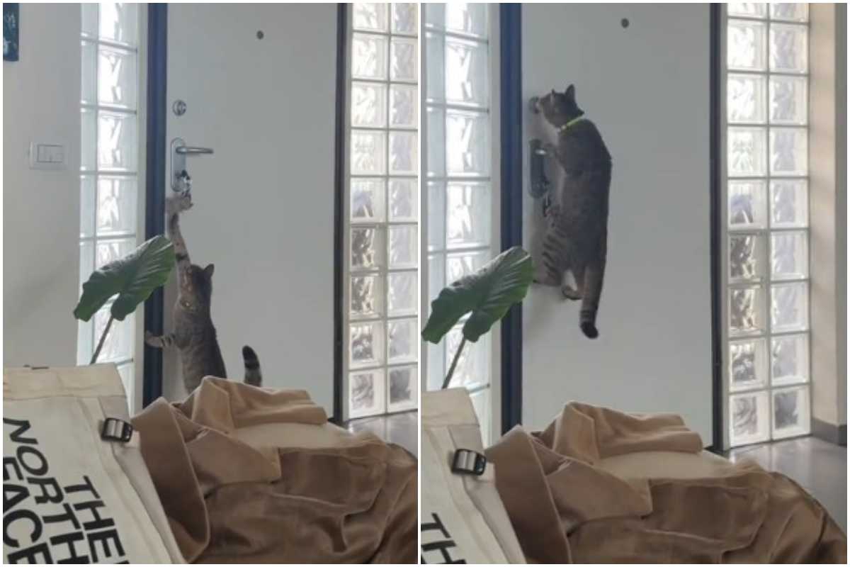 Il gatto che riesce ad aprire la porta di casa