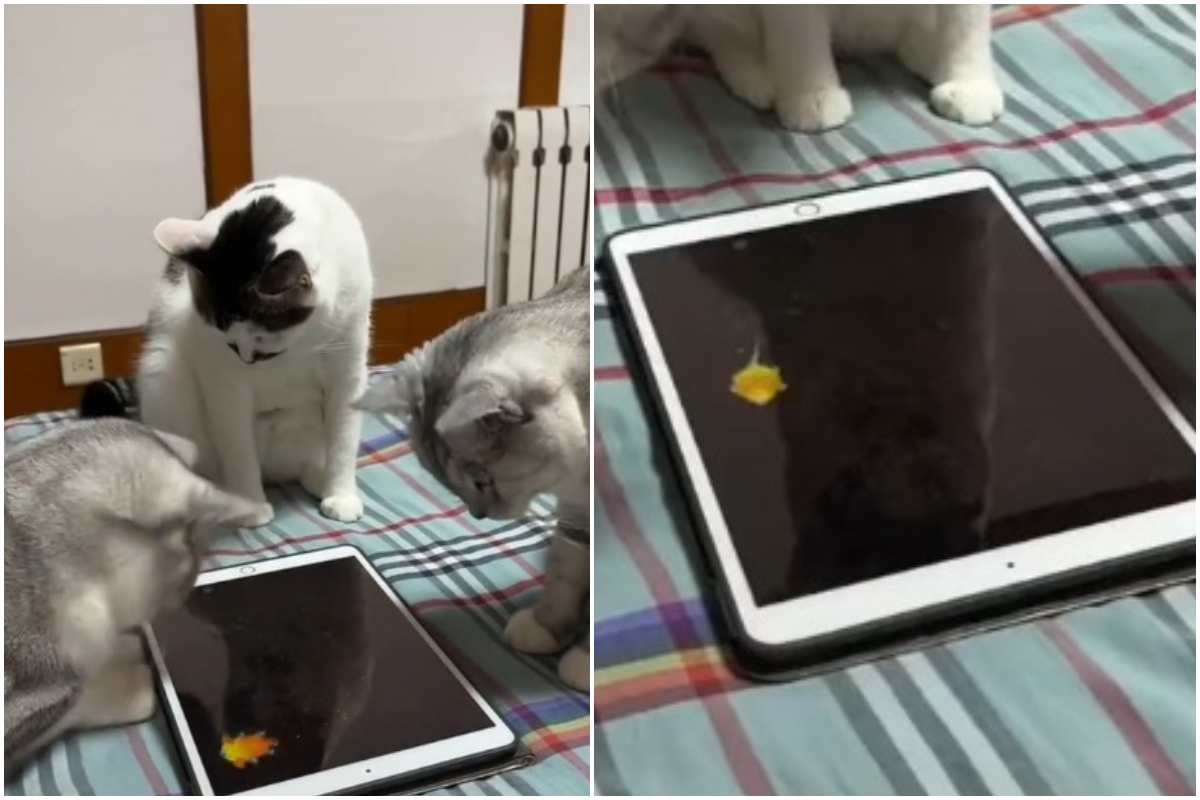 Il gioco per gatti sul tablet