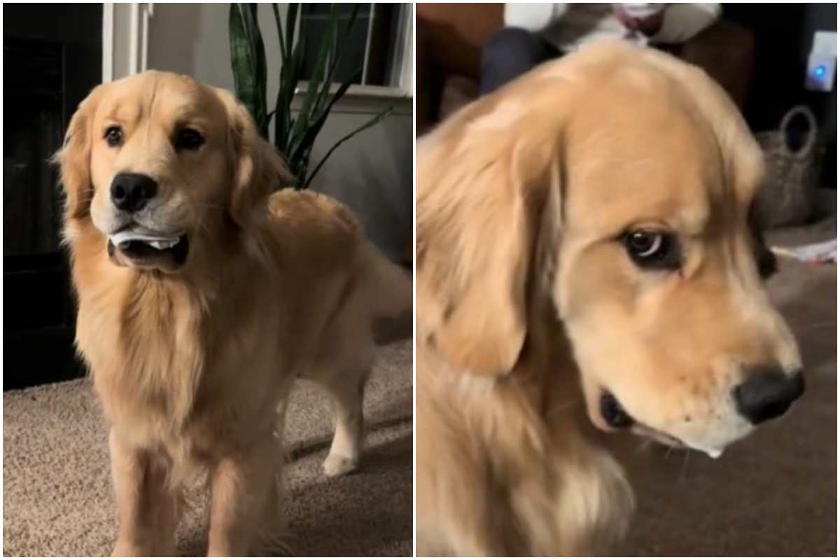 Il cucciolo di Golden Retriever che non vuole restituire la refurtiva