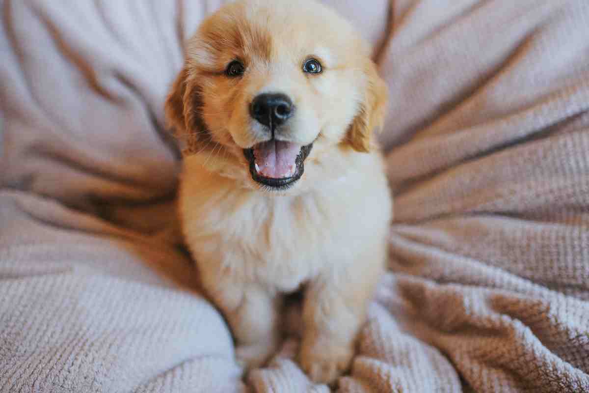 Golden Retriever in tenera età