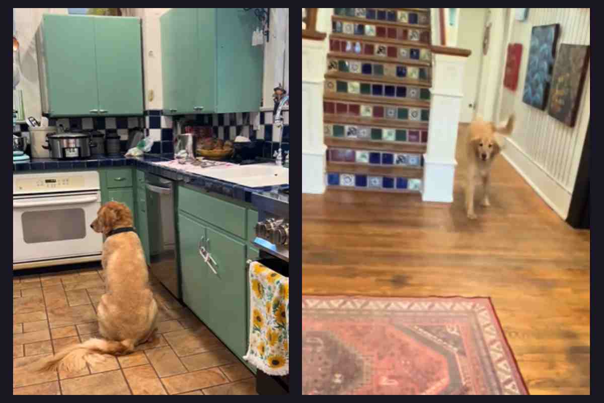 Golden Retriever triste