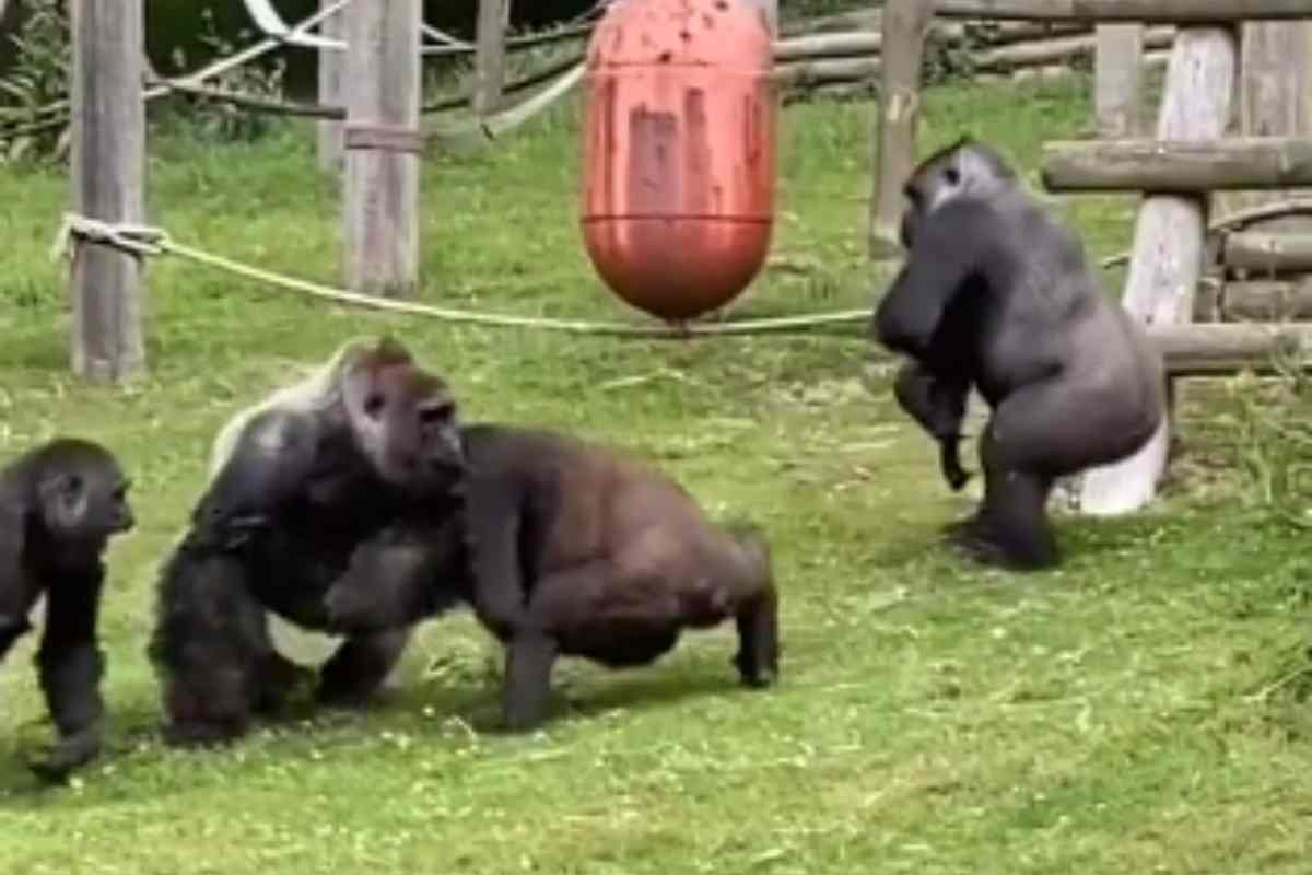Gorilla litigano tra di loro