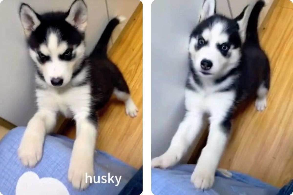Cucciolo Husky carattere video