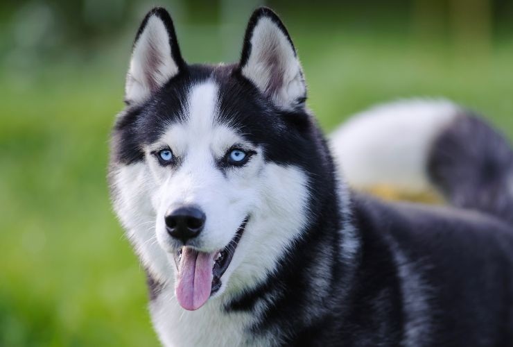 Cucciolo Husky carattere video