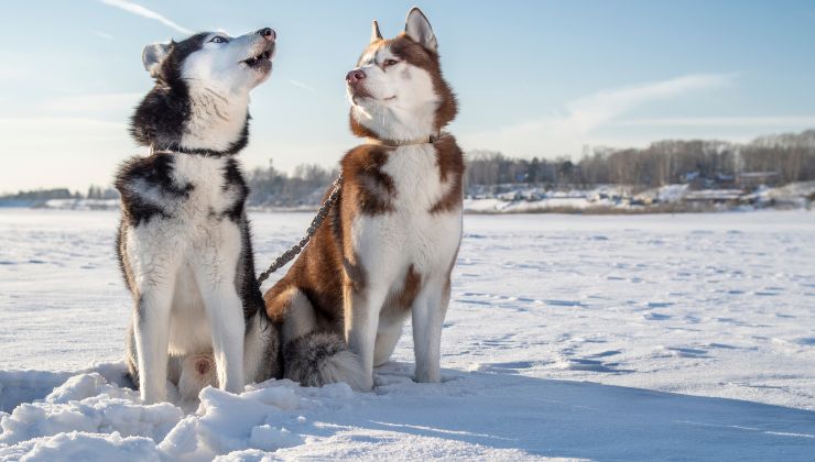 husky tra la neve