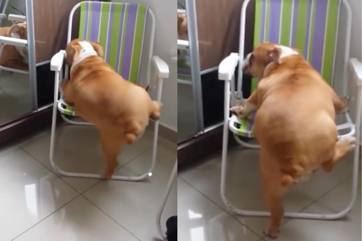 Cucciolo di Bulldog sale sulla sedia