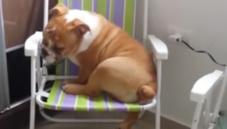 Il bulldog osserva il pavimento
