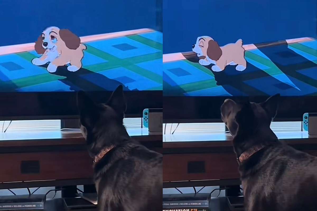 il cane si innamora della cagnolina in tv
