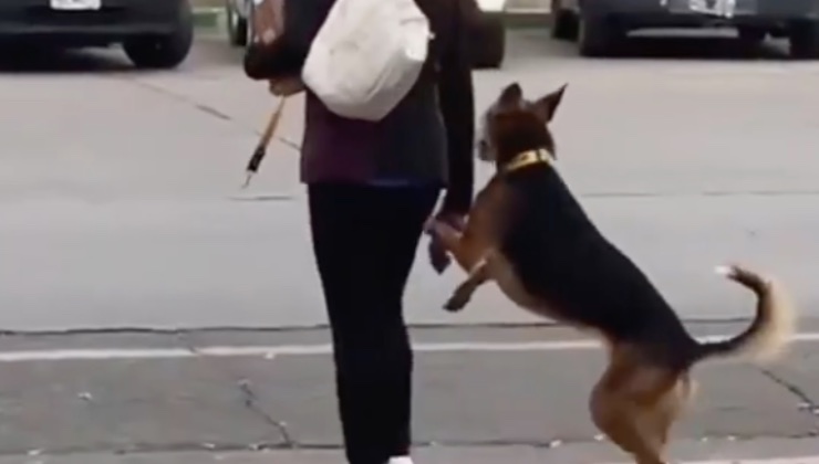 Il cane e la donna mano nella mano 