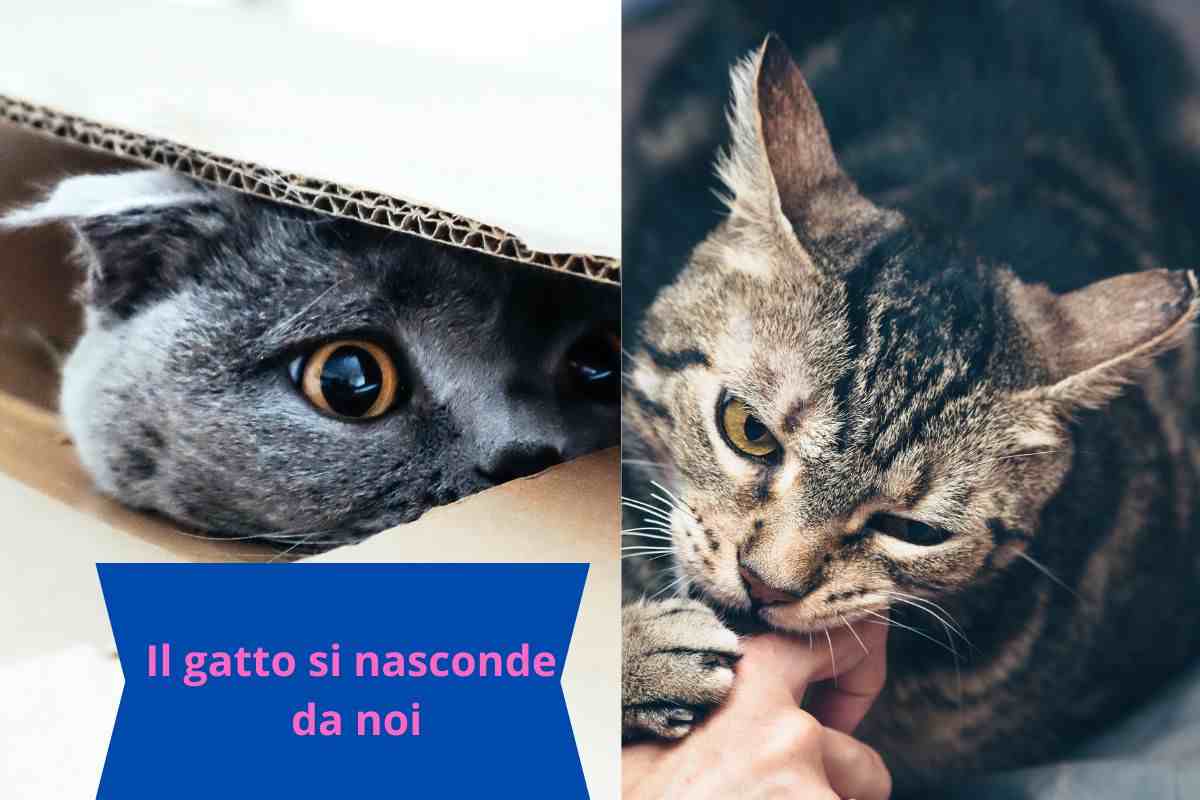 Gatto si nasconde in uno scatolo e poi torna dal padrone