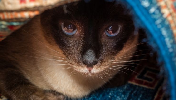 Gatto si nasconde sotto a una coperta