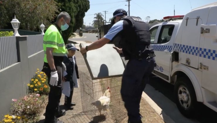 Il poliziotto mette il gallo nella gabbia 