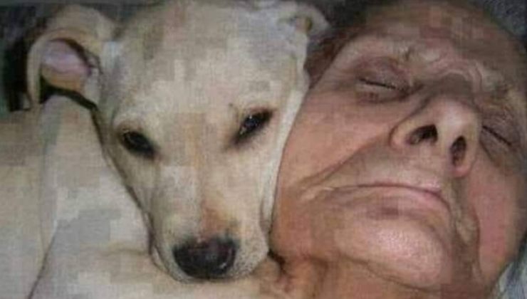 Labrador con la sua padrona in ospedale