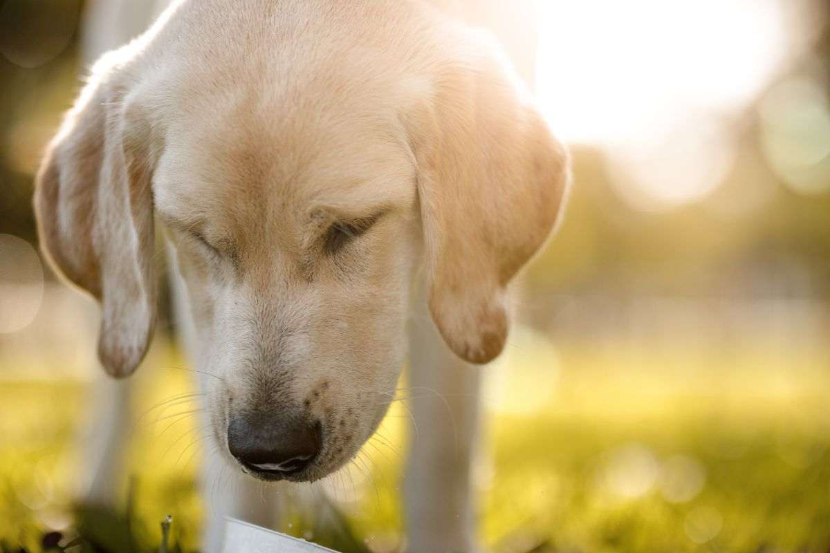 cani che si accorgono di malattie