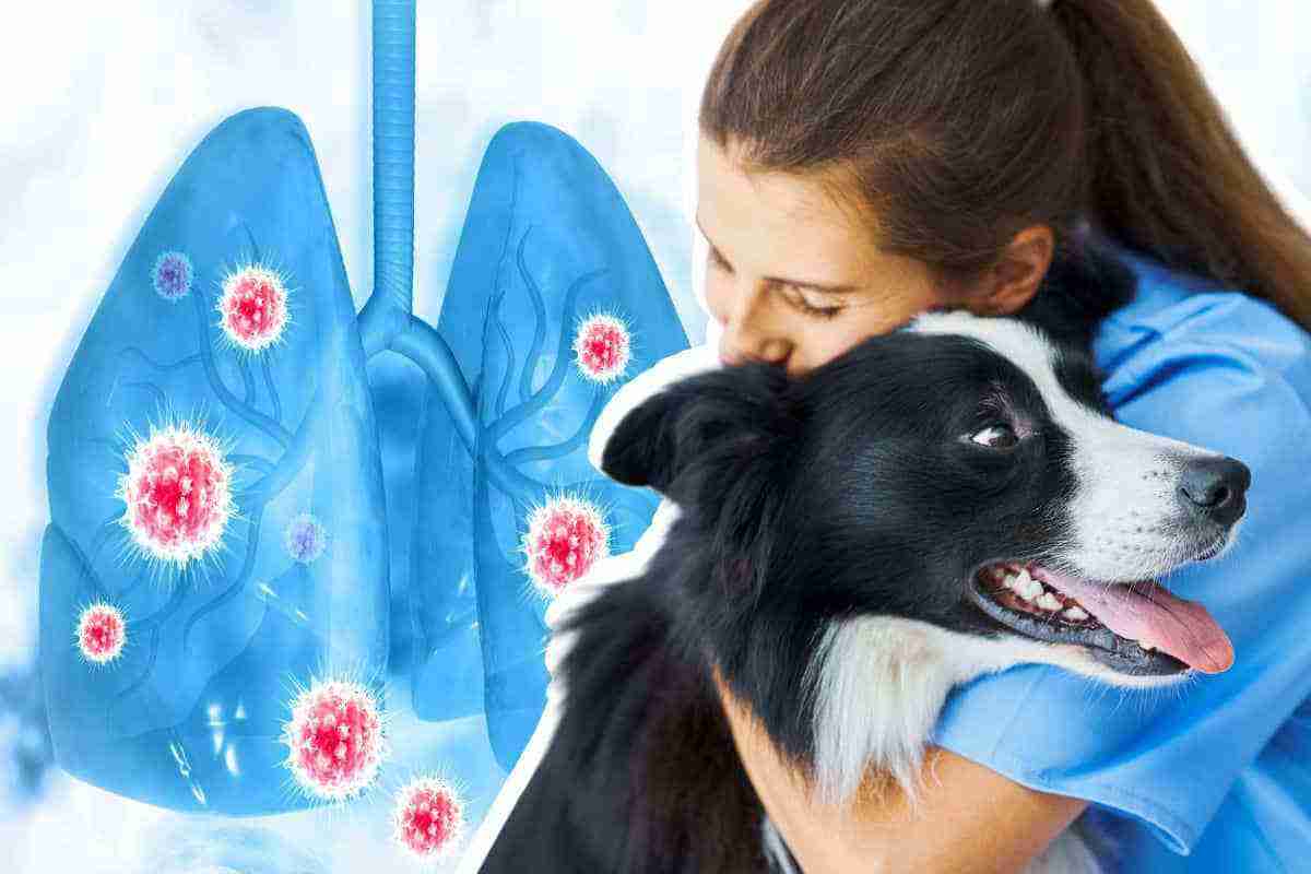 Malattia respiratoria tra i cani