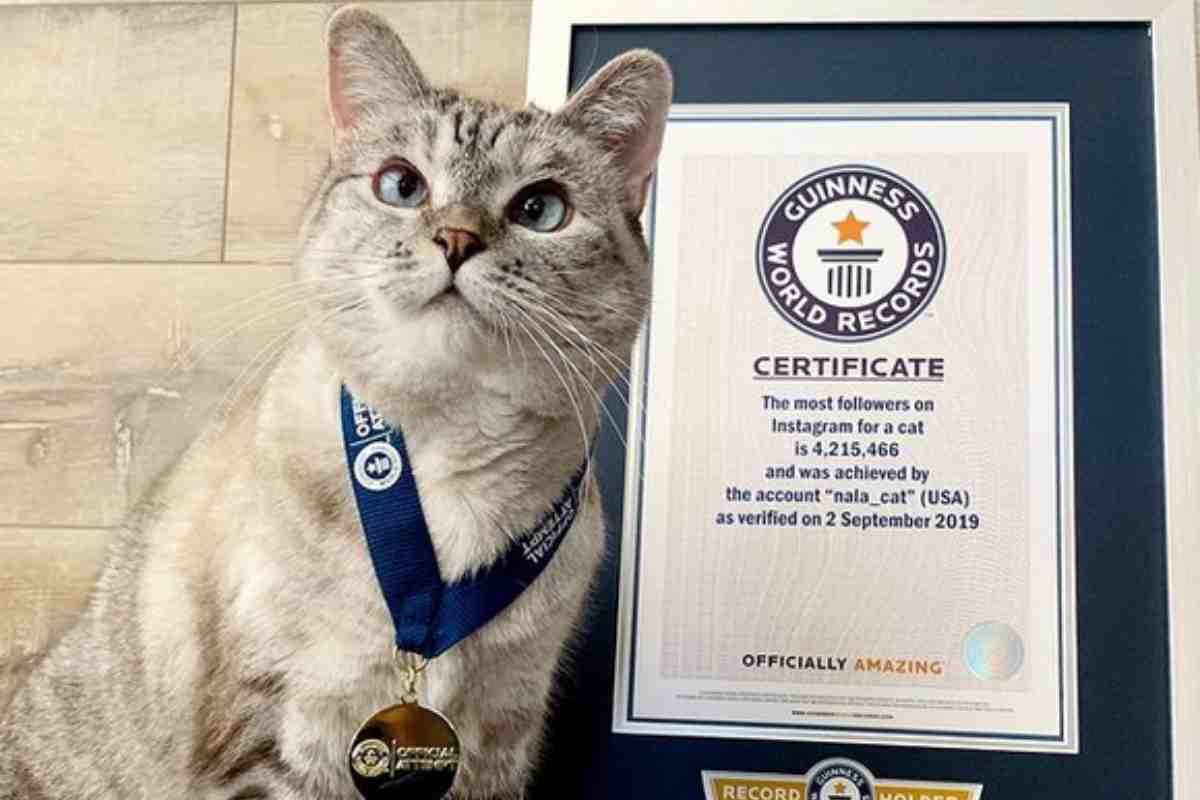 Instagram, Nala è il gatto più ricco del mondo