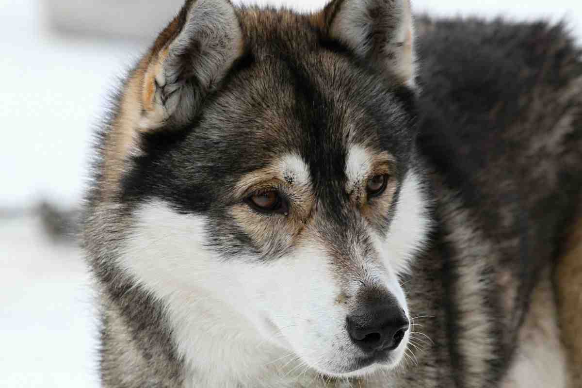 husky siberiano nel frigo di casa