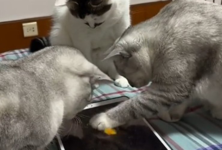 Gioco per gatti sul tablet