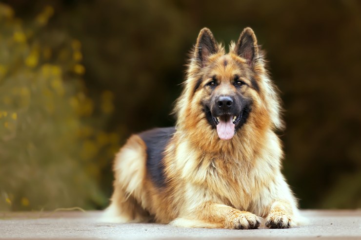 calcolo età cane