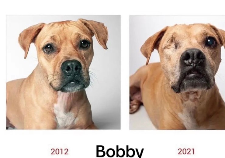 bobby cane invecchiato