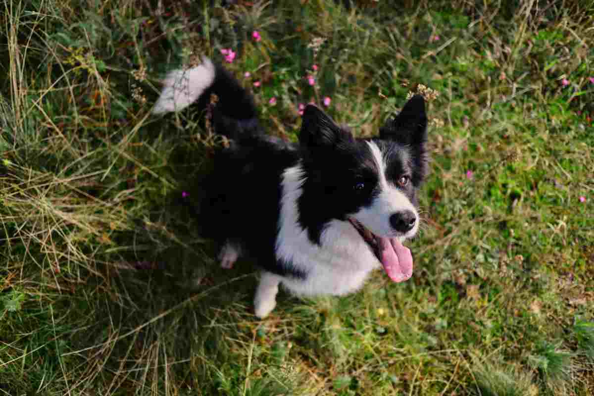 Border Collie cauto