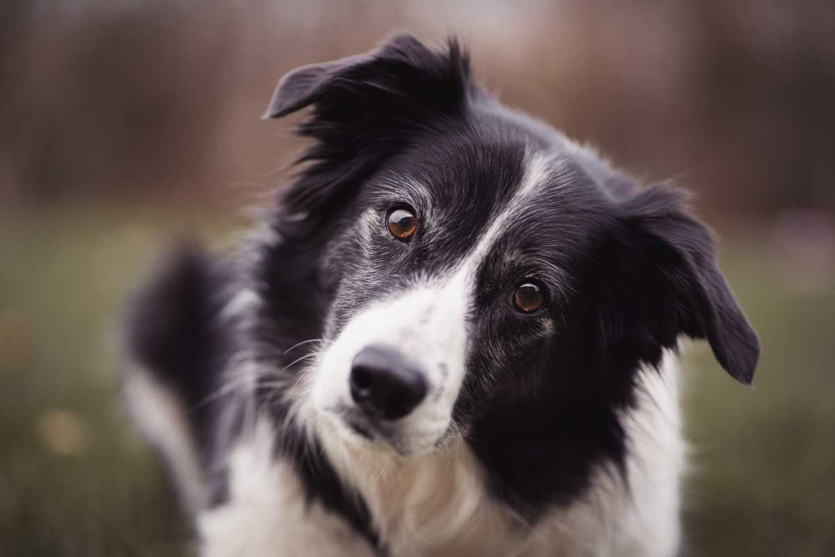 cane salva la vita al padrone