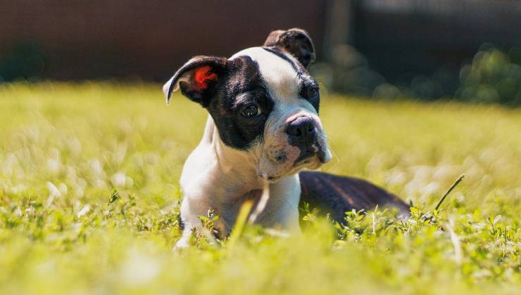 Boston Terrier 