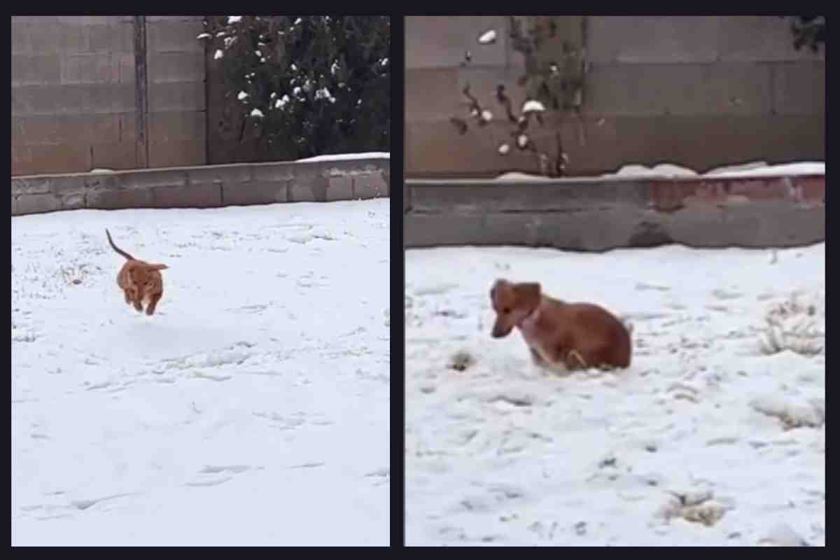 Cagnolino scopre la neve