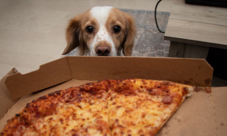 cane ingolosito dalla pizza