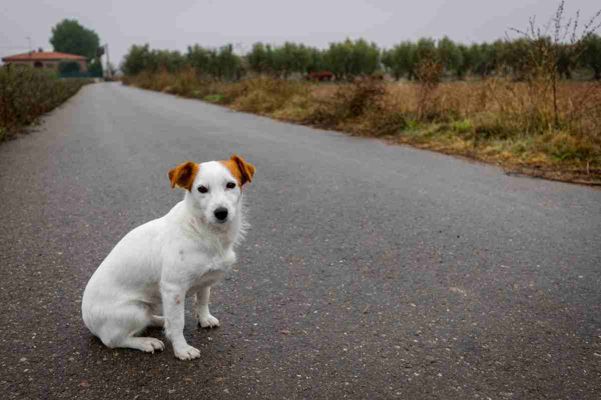 cagnolino abbandonato in strada