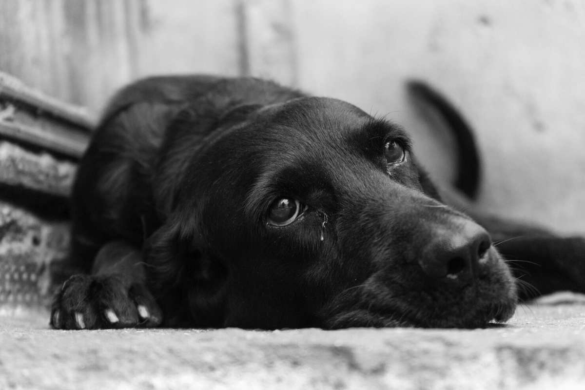 Ancora un cane abbandonato e salvato