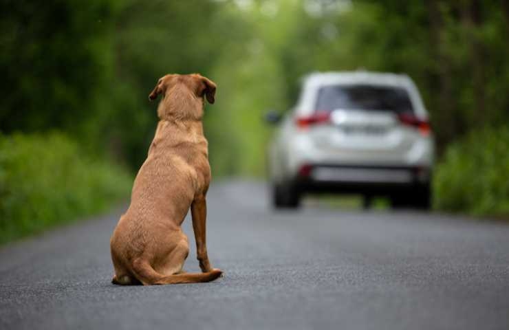 cane abbandonato da un'auto