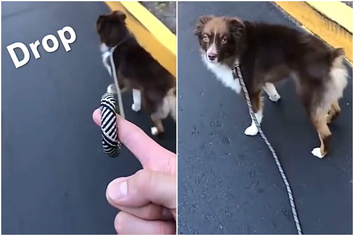 cane al guinzaglio scherzo