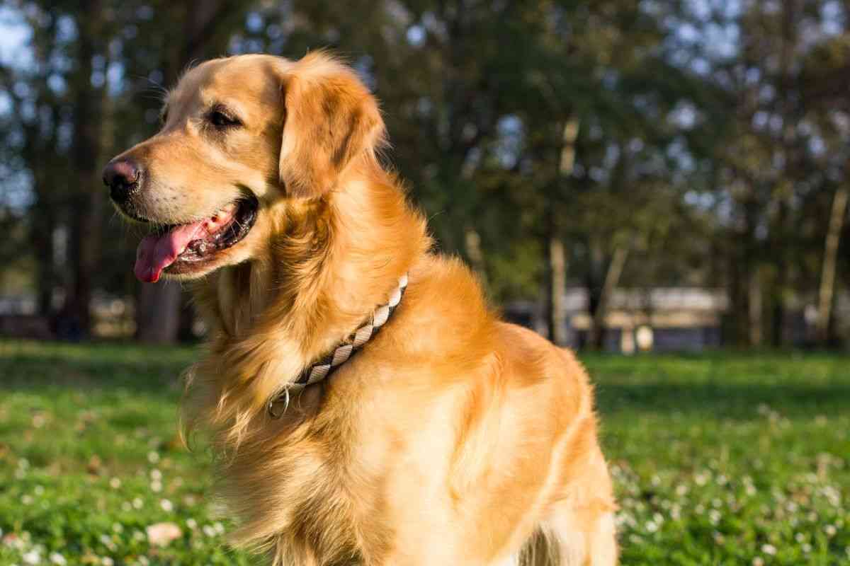 golden retriever all'aria aperta