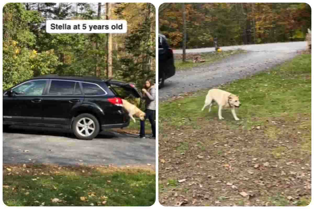 cane salta dall'auto