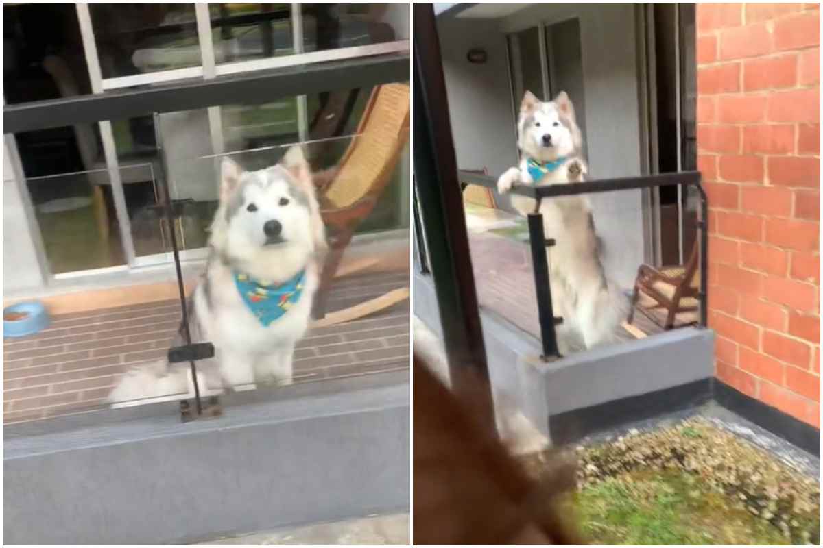 scherzo al cane sul balcone