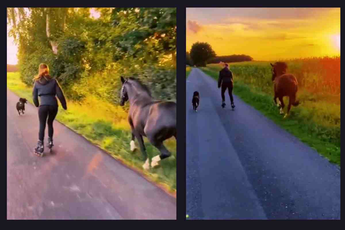 Cane, cavallo e tramonto